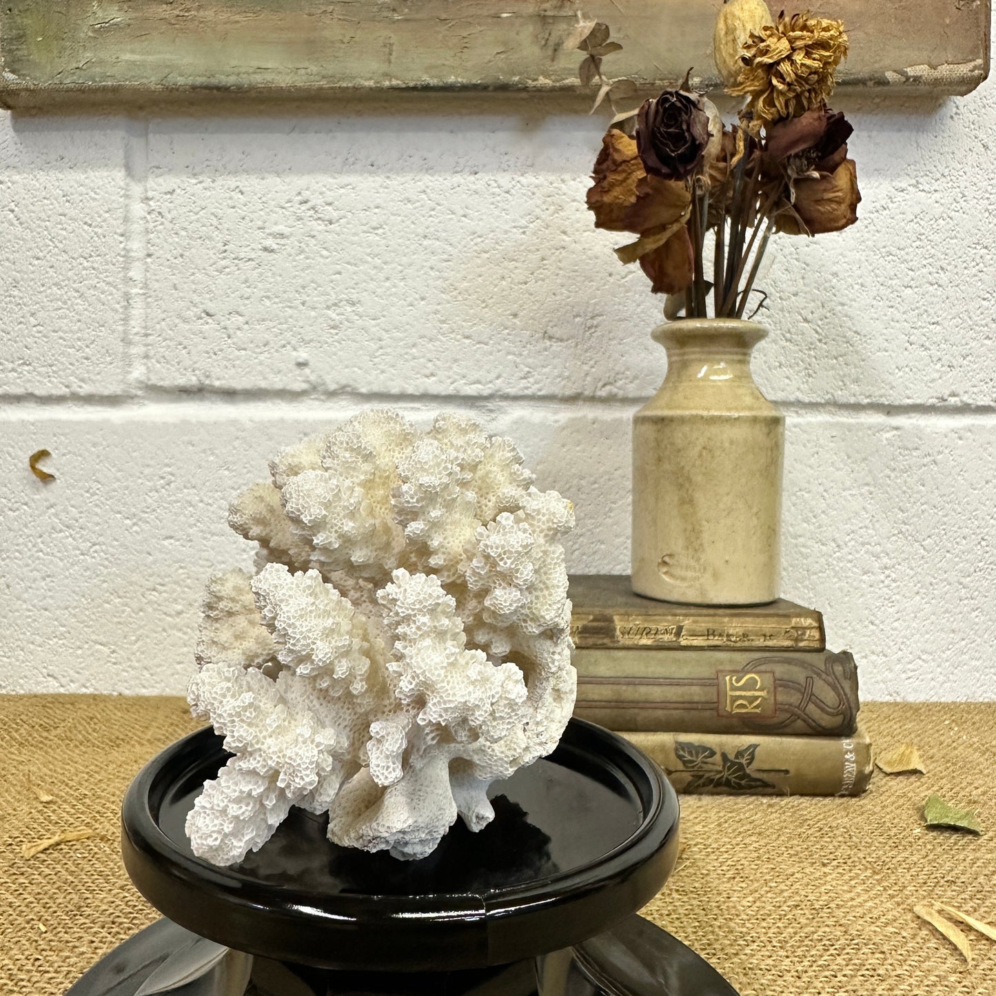 Antique Sea Coral Specimen - The Blind Mole