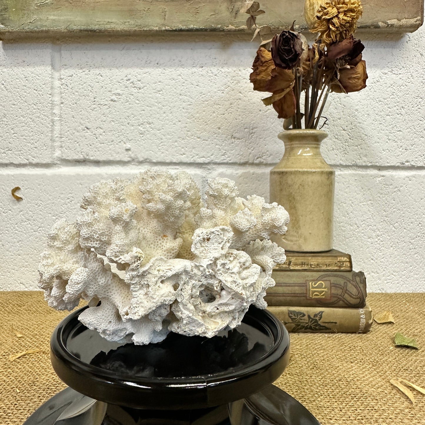 Antique Sea Coral Specimen - The Blind Mole