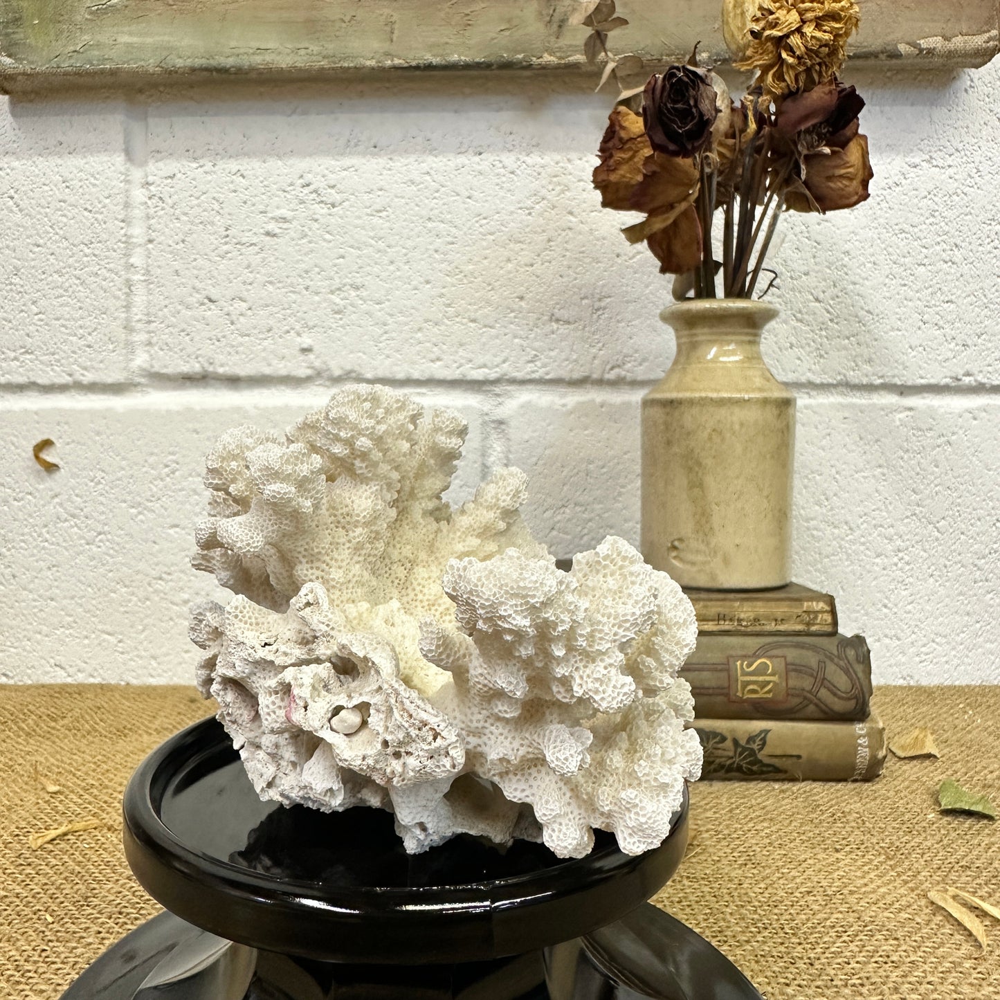 Antique Sea Coral Specimen - The Blind Mole