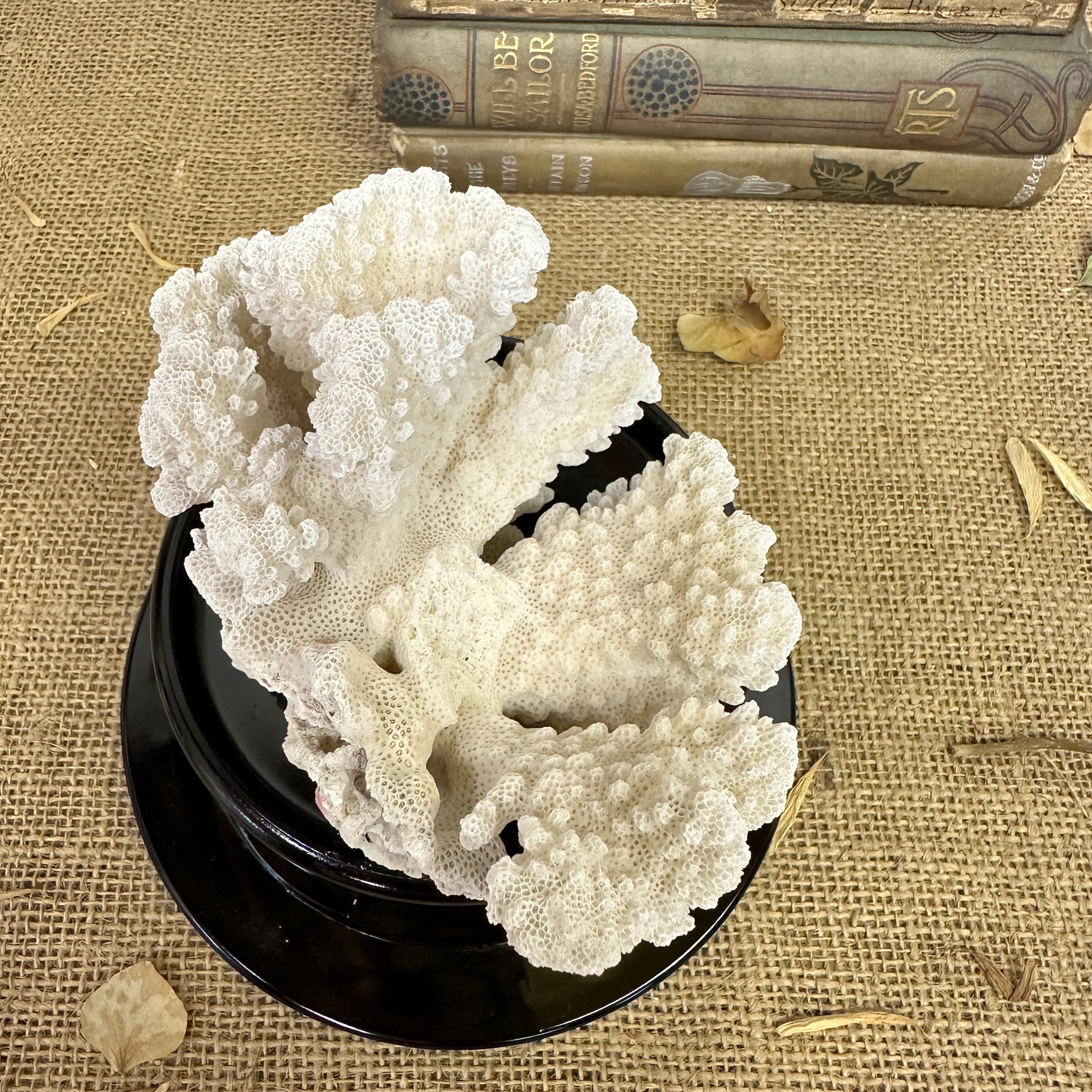 Antique Sea Coral Specimen - The Blind Mole