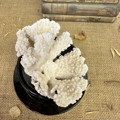 Antique Sea Coral Specimen - The Blind Mole