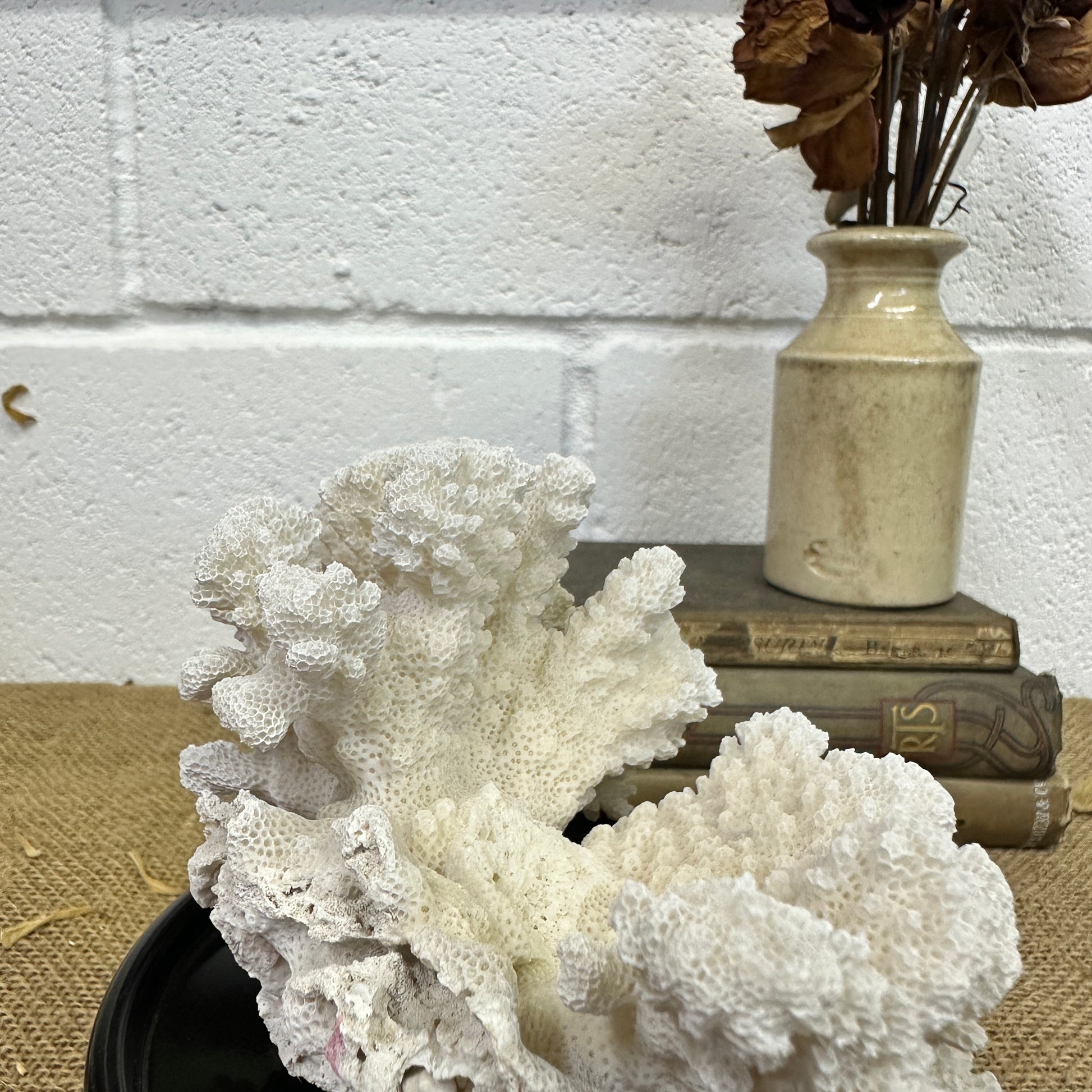 Antique Sea Coral Specimen - The Blind Mole