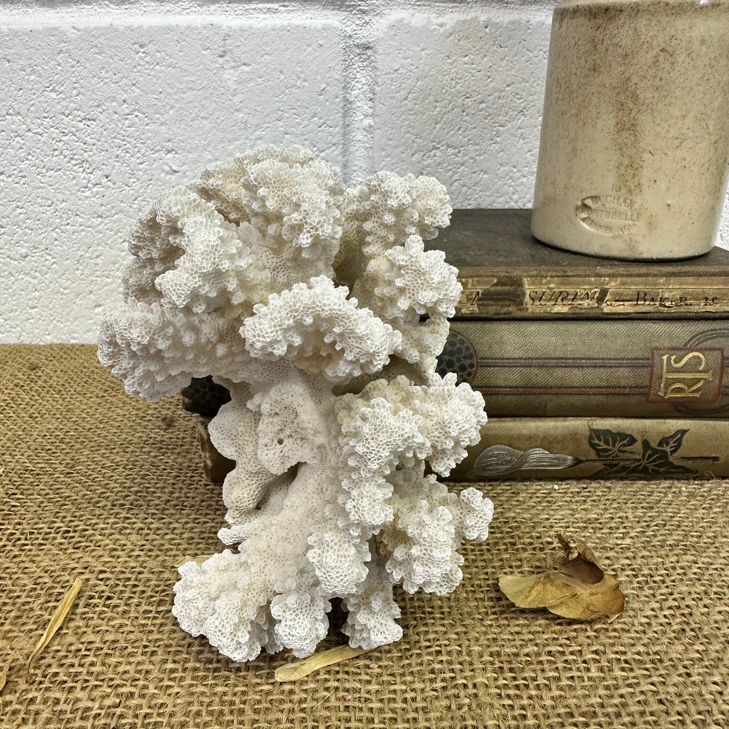 Antique Sea Coral Specimen - The Blind Mole