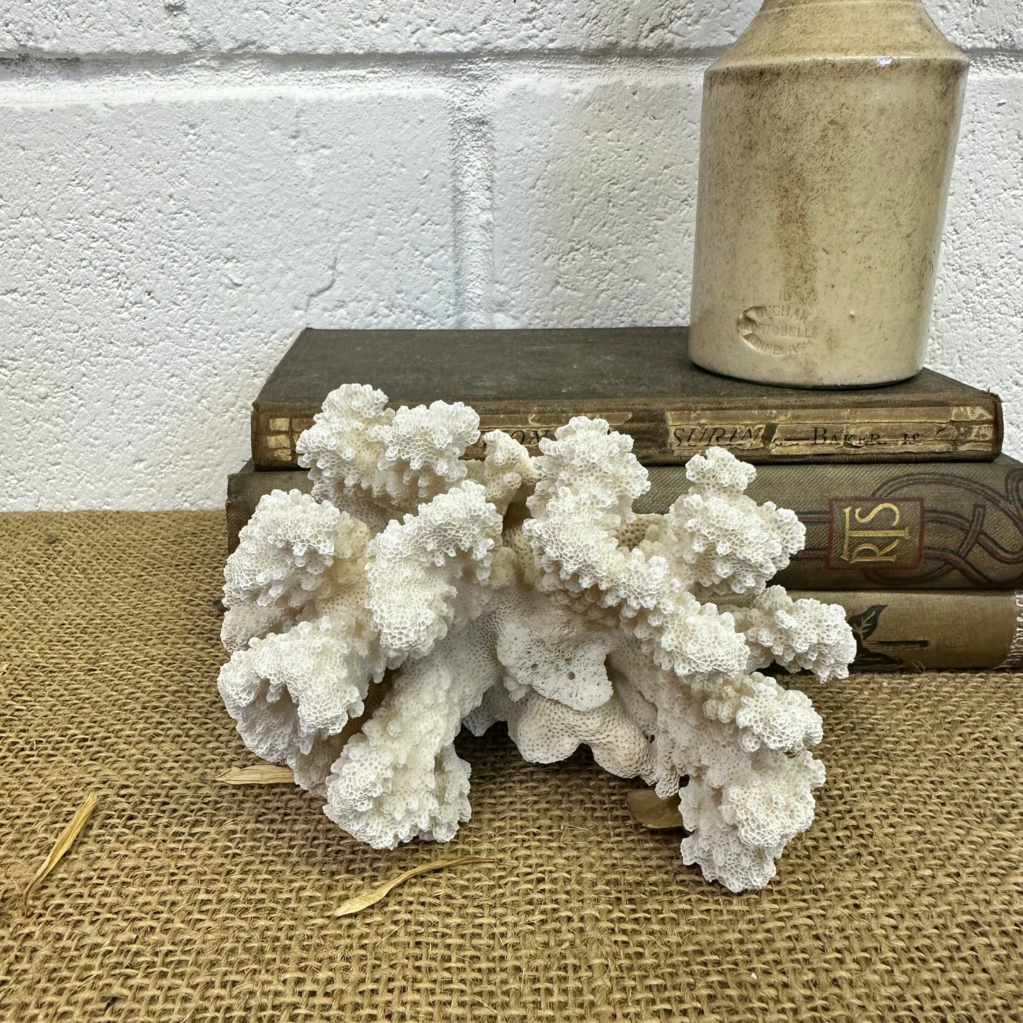 Antique Sea Coral Specimen - The Blind Mole