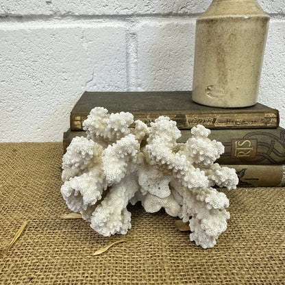 Antique Sea Coral Specimen - The Blind Mole