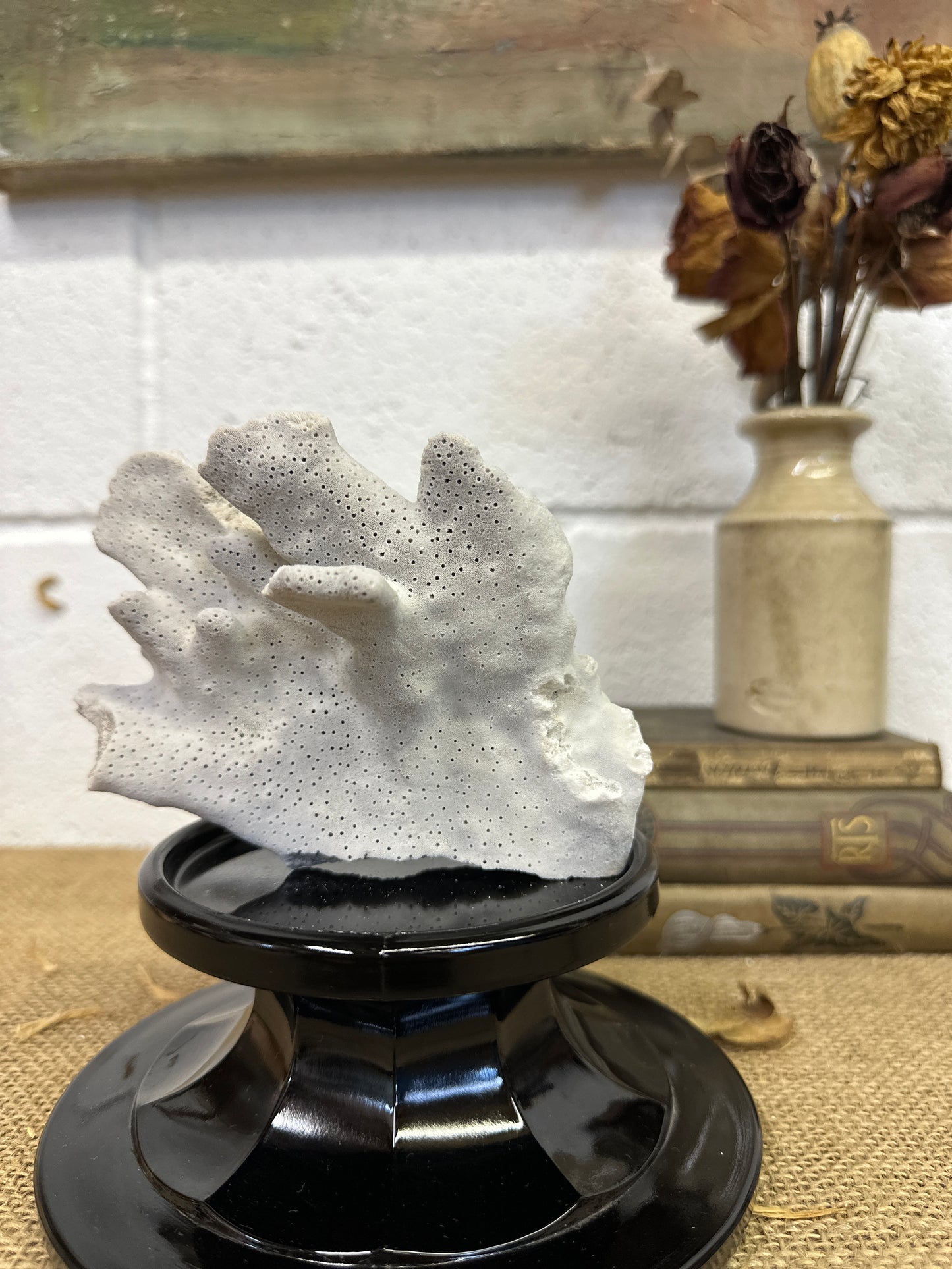 Antique Sea Coral Specimen Blue Ridge