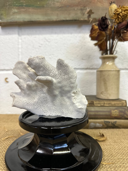 Antique Sea Coral Specimen Blue Ridge