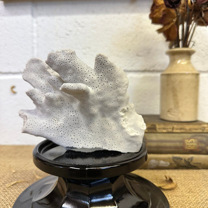 Antique Sea Coral Specimen Blue Ridge