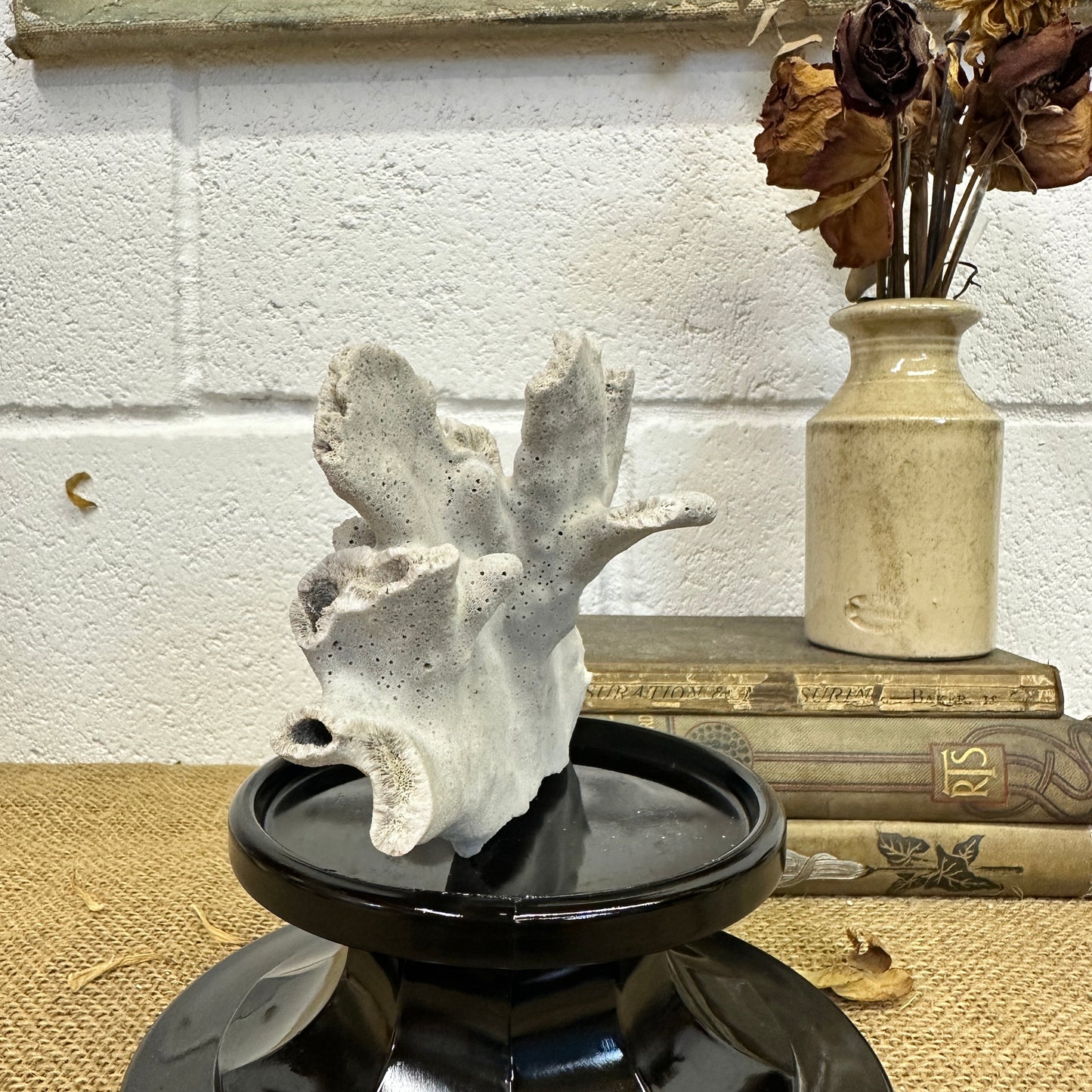 Antique Sea Coral Specimen Blue Ridge