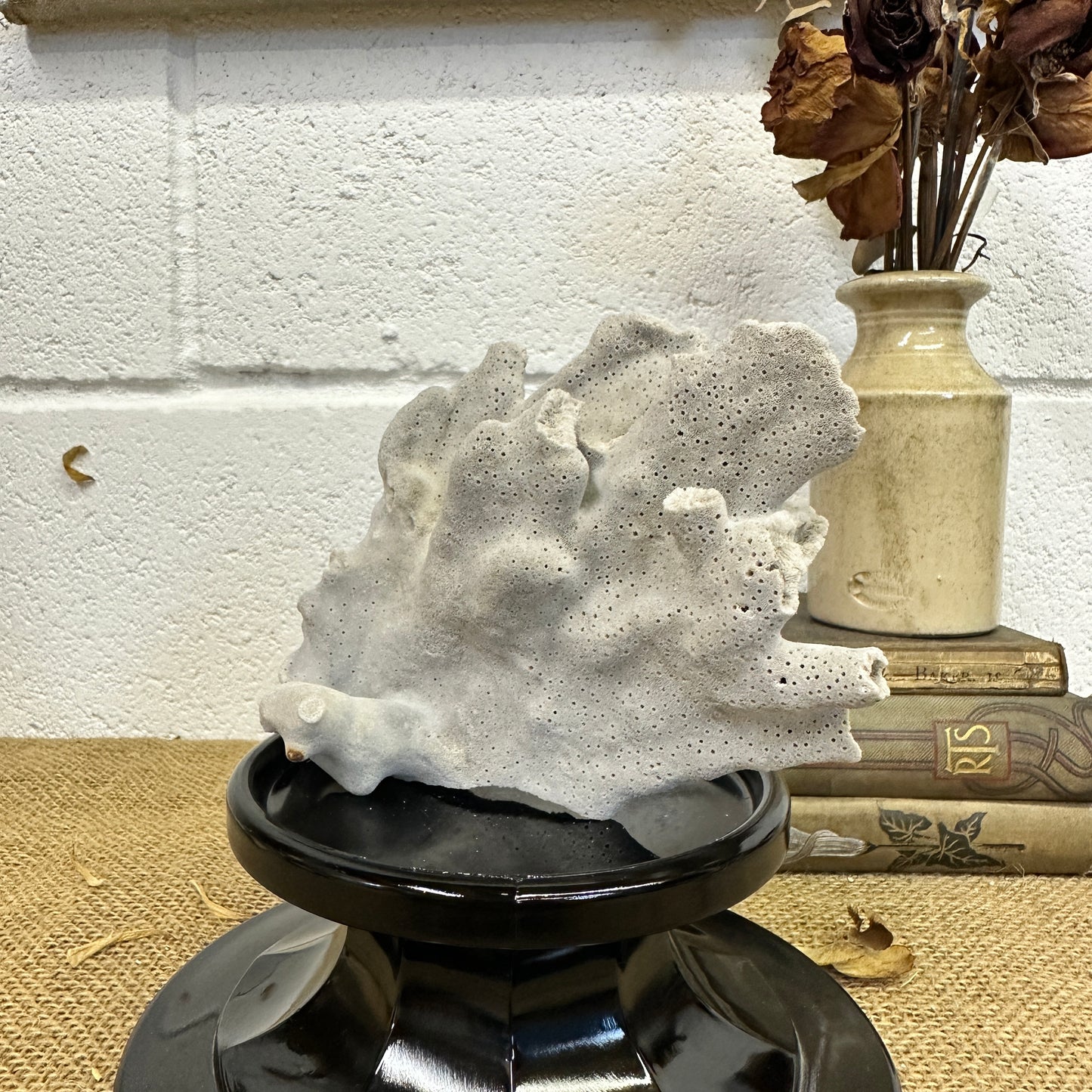 Antique Sea Coral Specimen Blue Ridge