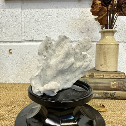 Antique Sea Coral Specimen Blue Ridge