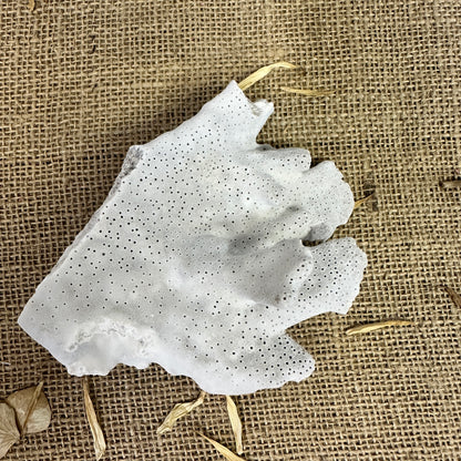 Antique Sea Coral Specimen Blue Ridge