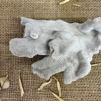 Antique Sea Coral Specimen Blue Ridge