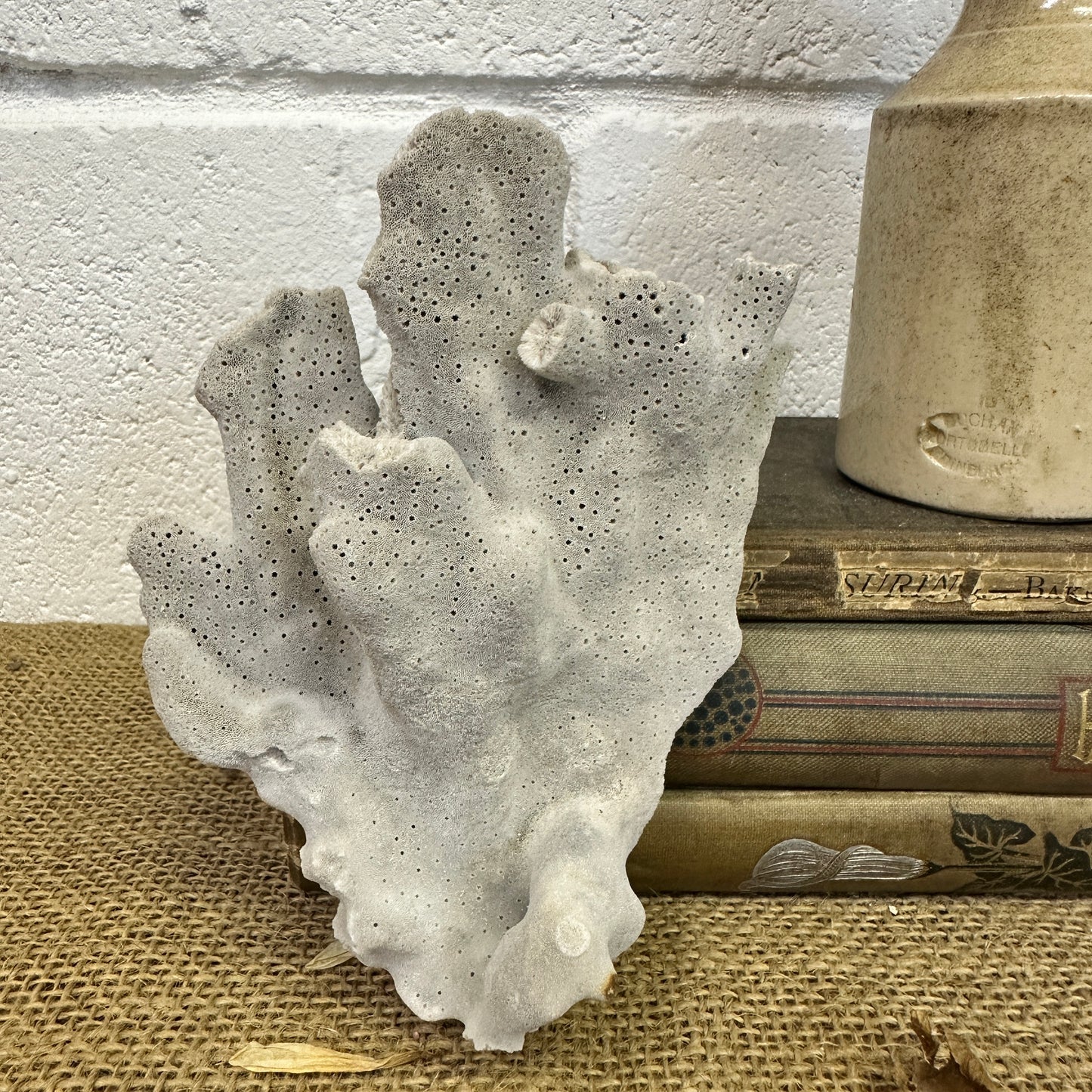 Antique Sea Coral Specimen Blue Ridge