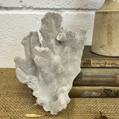 Antique Sea Coral Specimen Blue Ridge