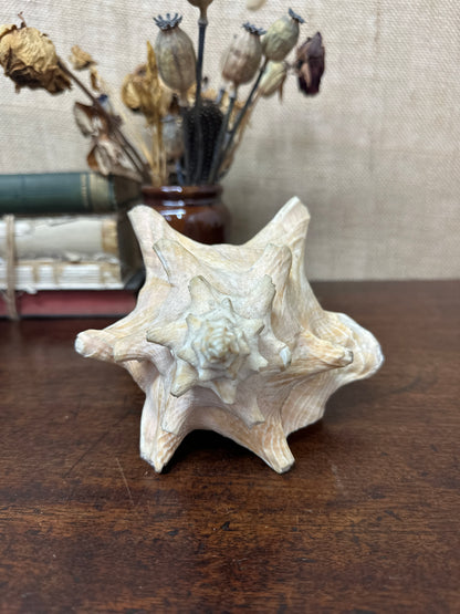 Antique Horned Queen Conch Shell