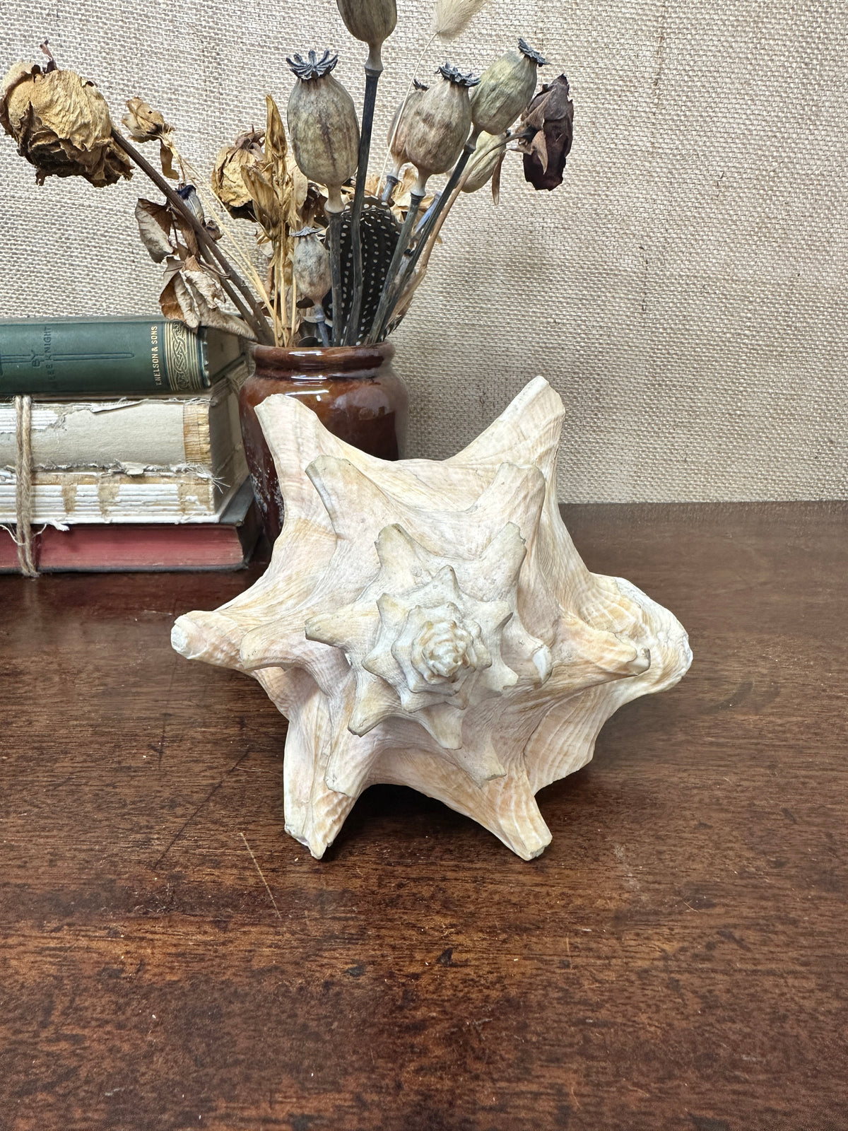 Antique Horned Queen Conch Shell