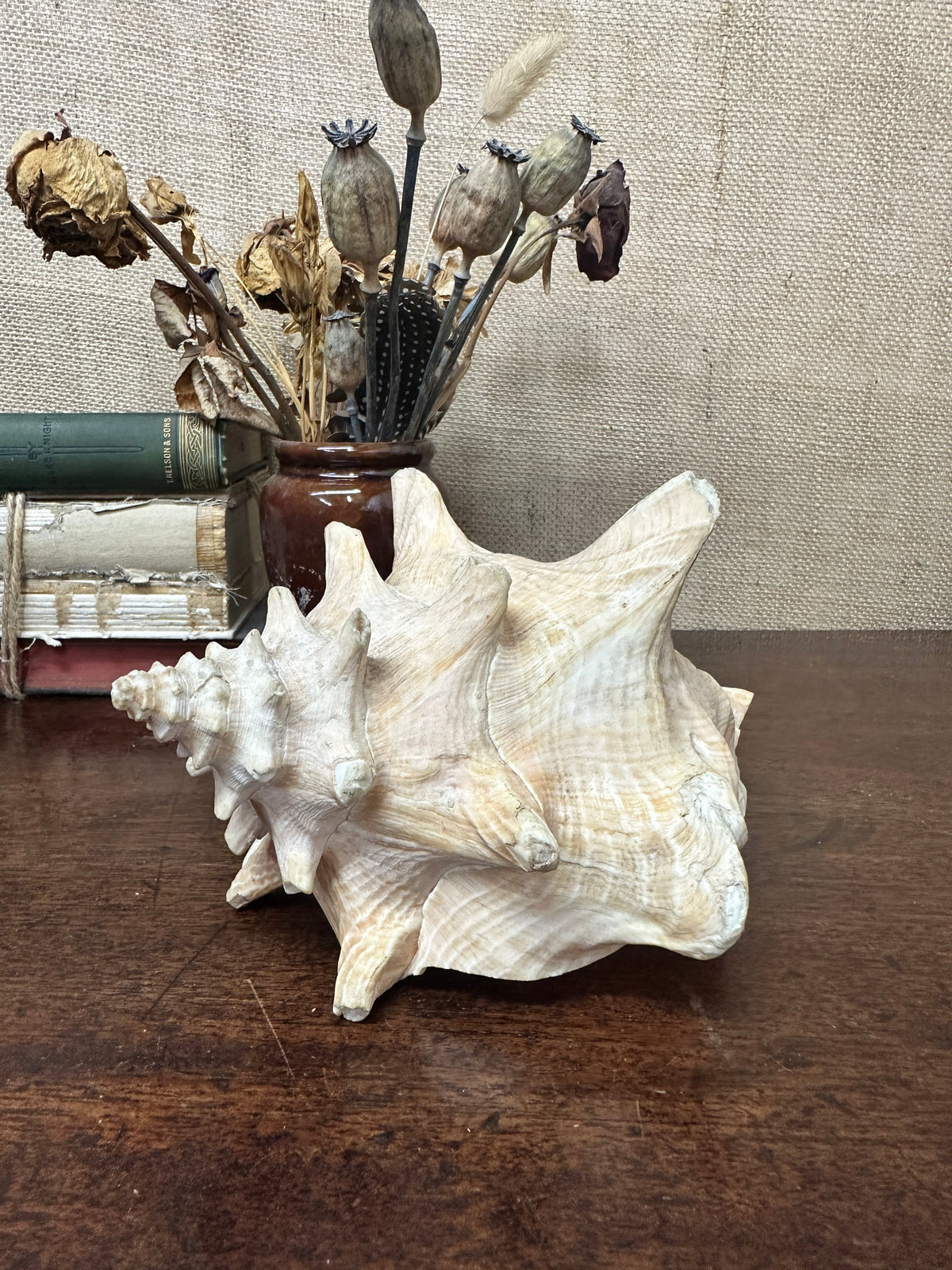 Antique Horned Queen Conch Shell