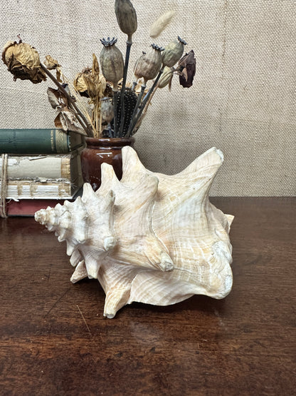 Antique Horned Queen Conch Shell