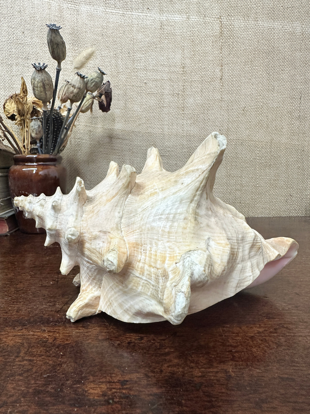 Antique Horned Queen Conch Shell
