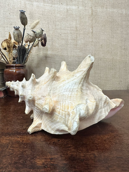 Antique Horned Queen Conch Shell