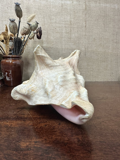 Antique Horned Queen Conch Shell