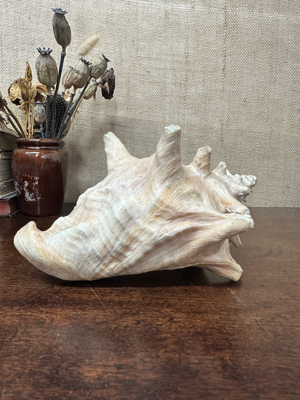 Antique Horned Queen Conch Shell