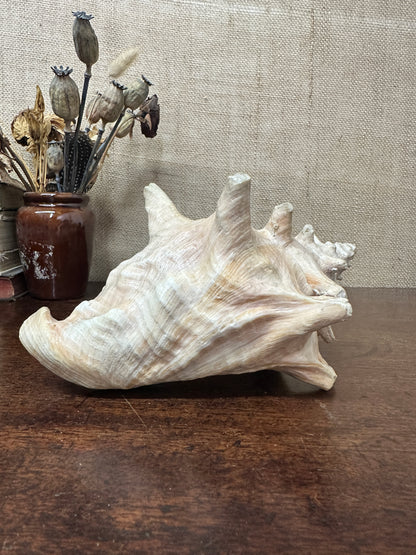Antique Horned Queen Conch Shell