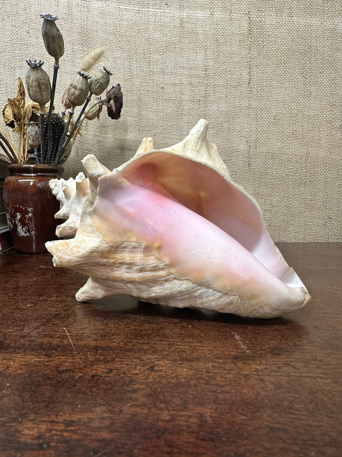 Antique Horned Queen Conch Shell