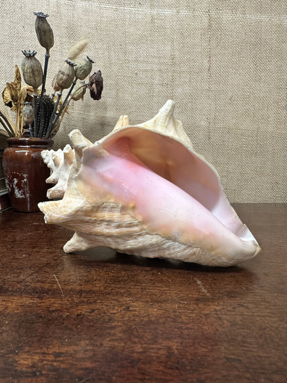 Antique Horned Queen Conch Shell