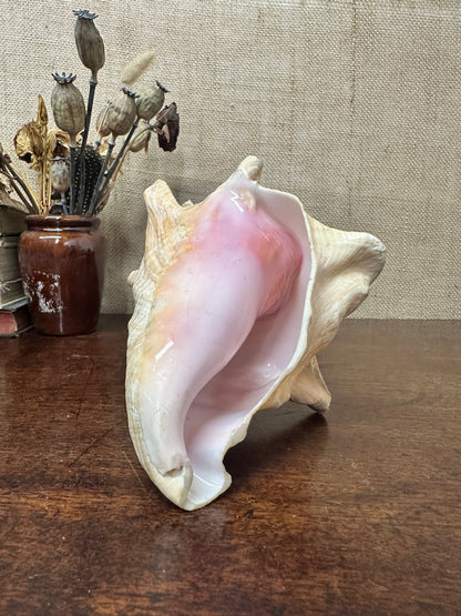 Antique Horned Queen Conch Shell