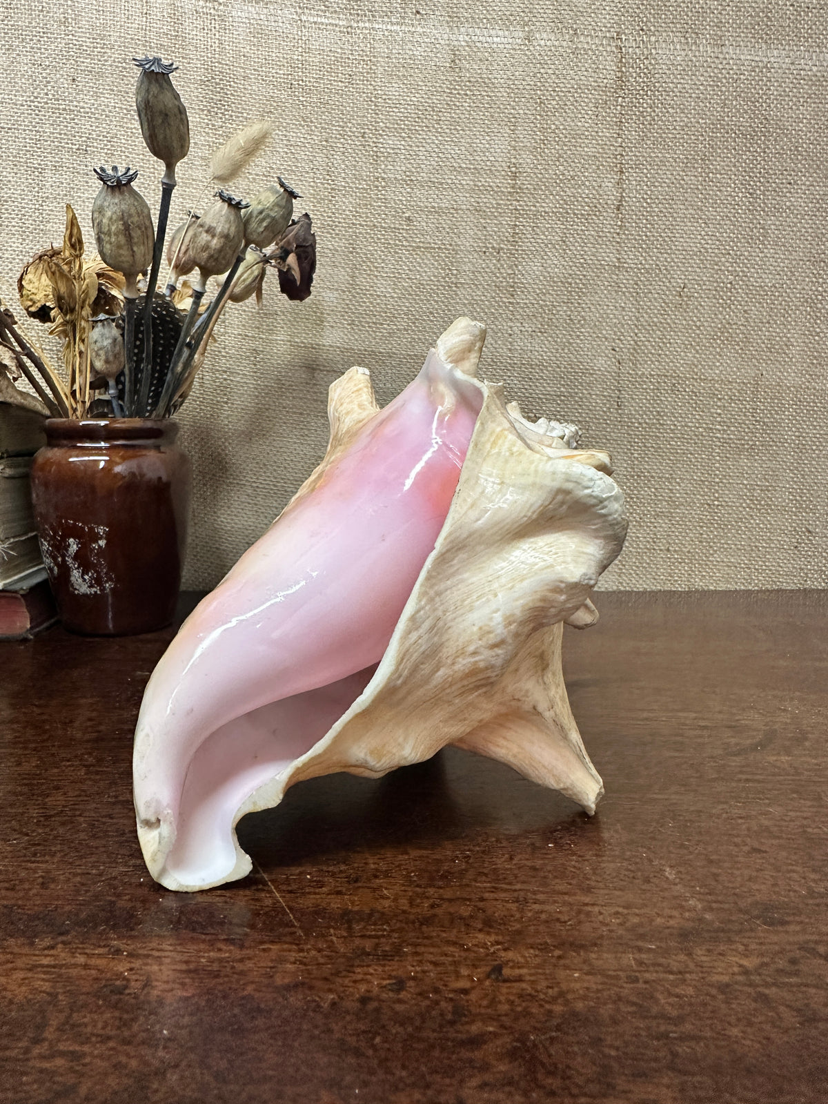 Antique Horned Queen Conch Shell