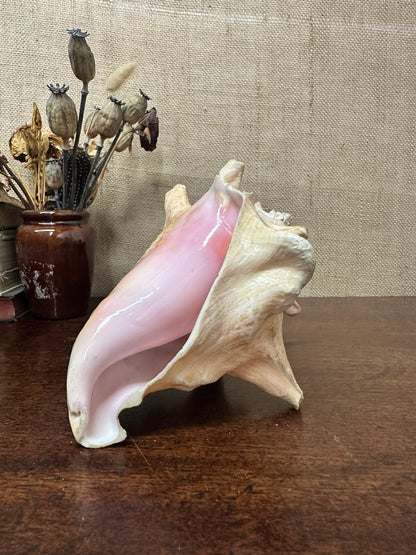 Antique Horned Queen Conch Shell