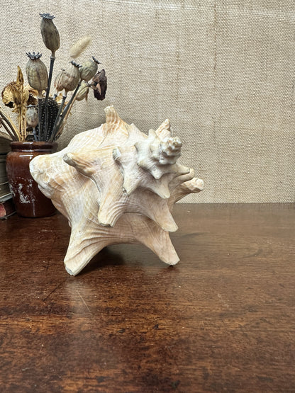 Antique Horned Queen Conch Shell