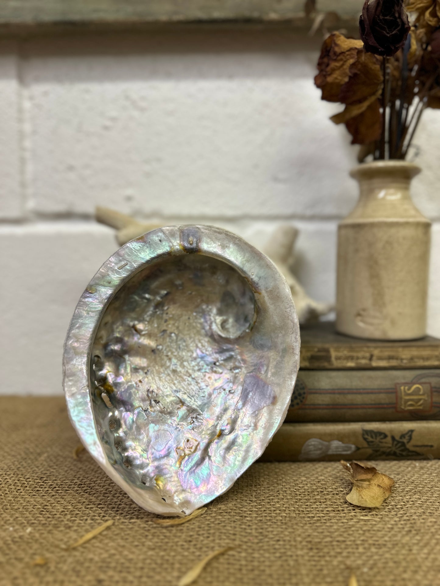 Abalone Iridescent Seashell