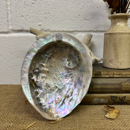 Abalone Iridescent Seashell