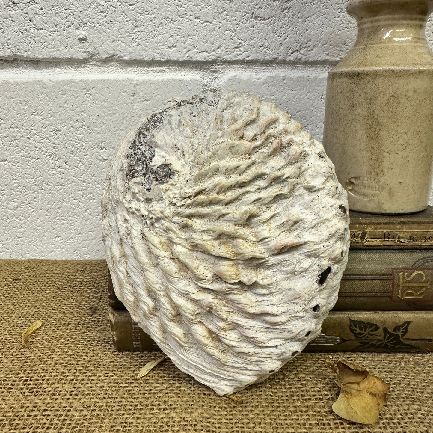 Abalone Iridescent Seashell