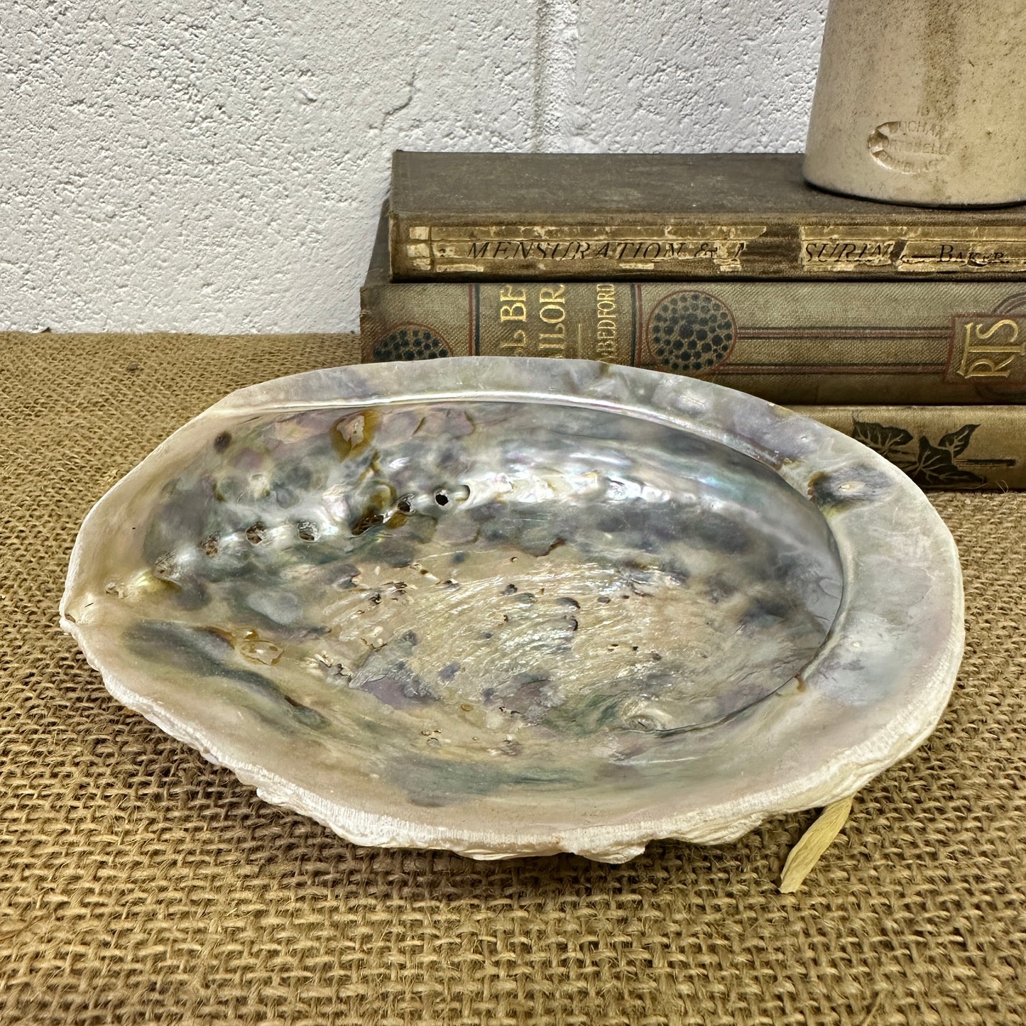 Abalone Iridescent Seashell