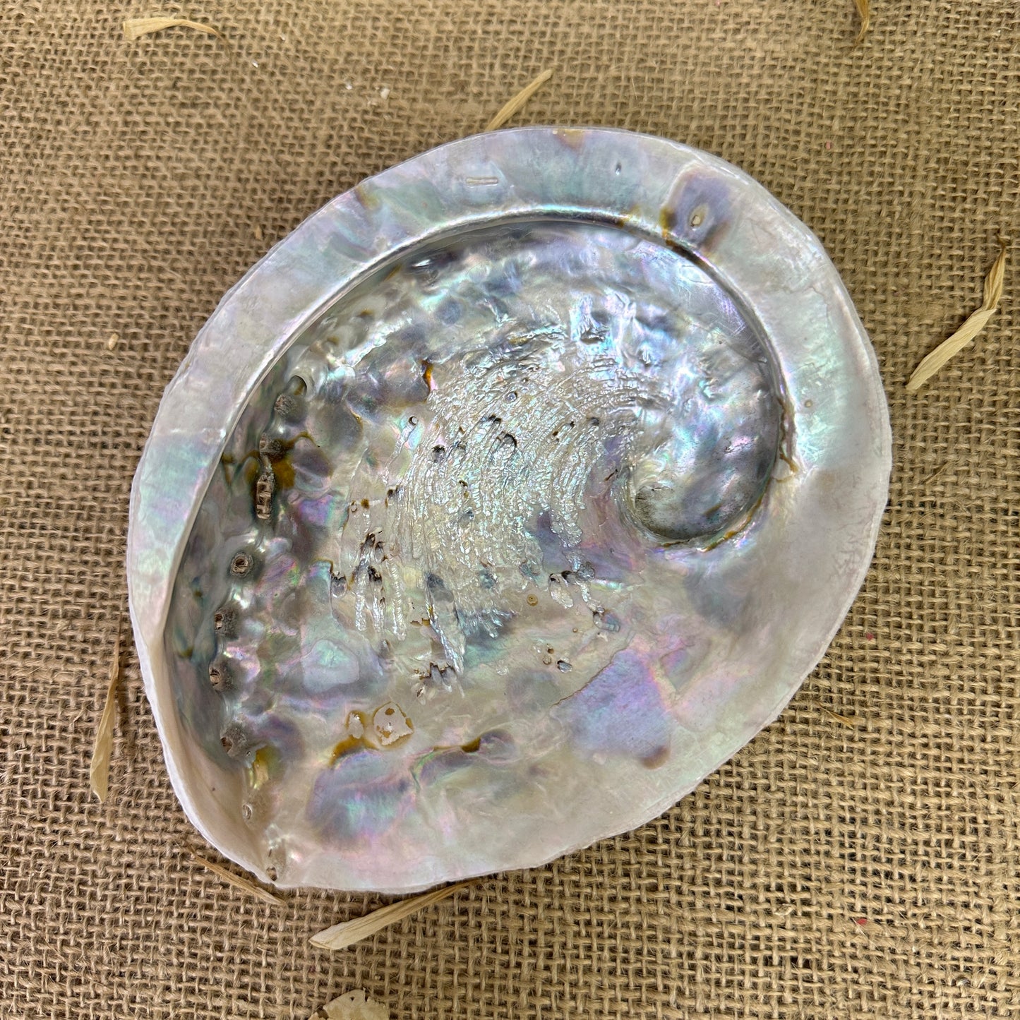 Abalone Iridescent Seashell