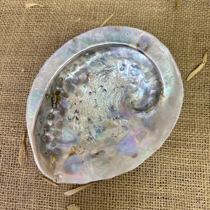 Abalone Iridescent Seashell