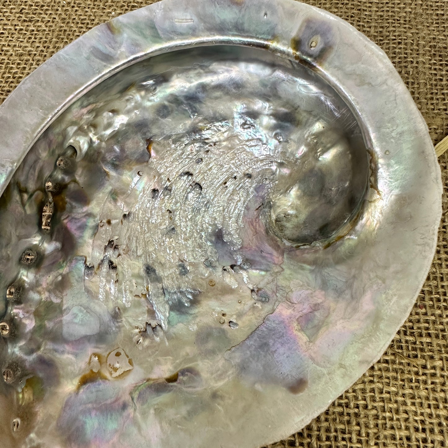 Abalone Iridescent Seashell