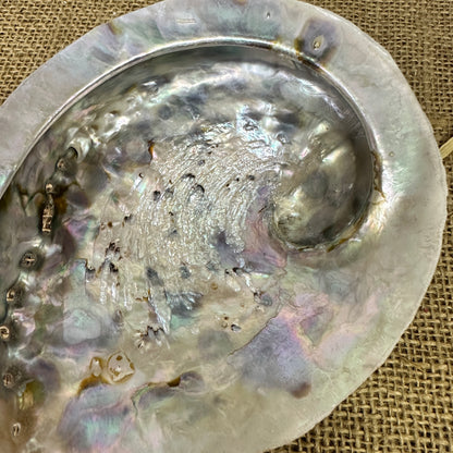 Abalone Iridescent Seashell