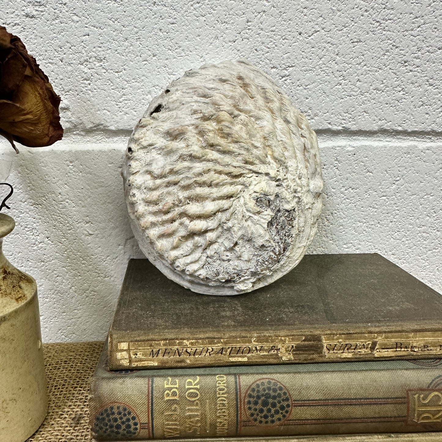 Abalone Iridescent Seashell