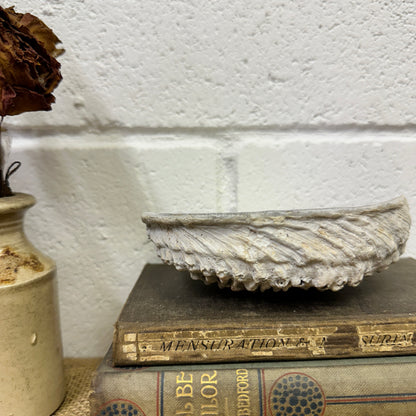 Abalone Iridescent Seashell