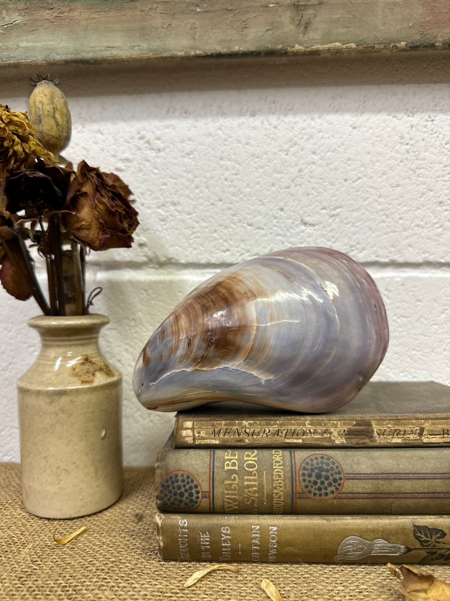 Large Bivalve Clam Seashell
