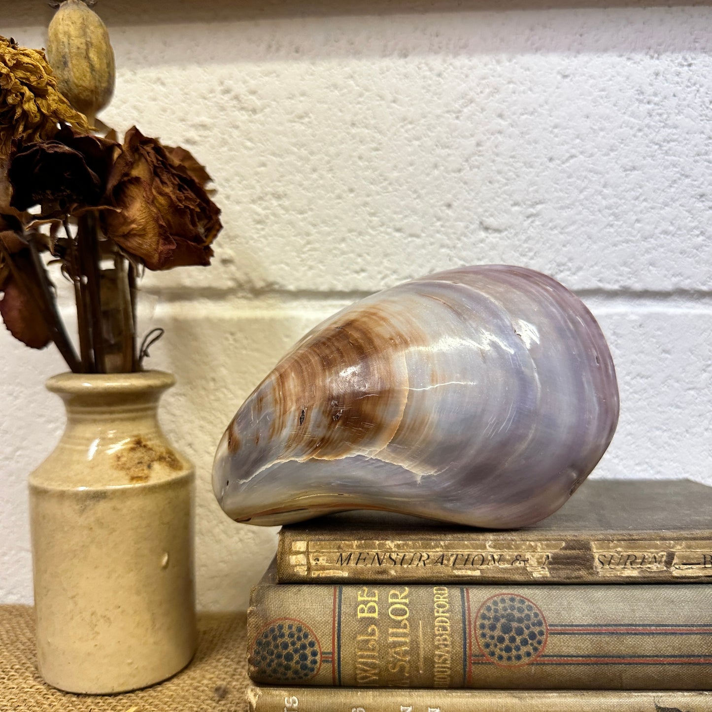Large Bivalve Clam Seashell