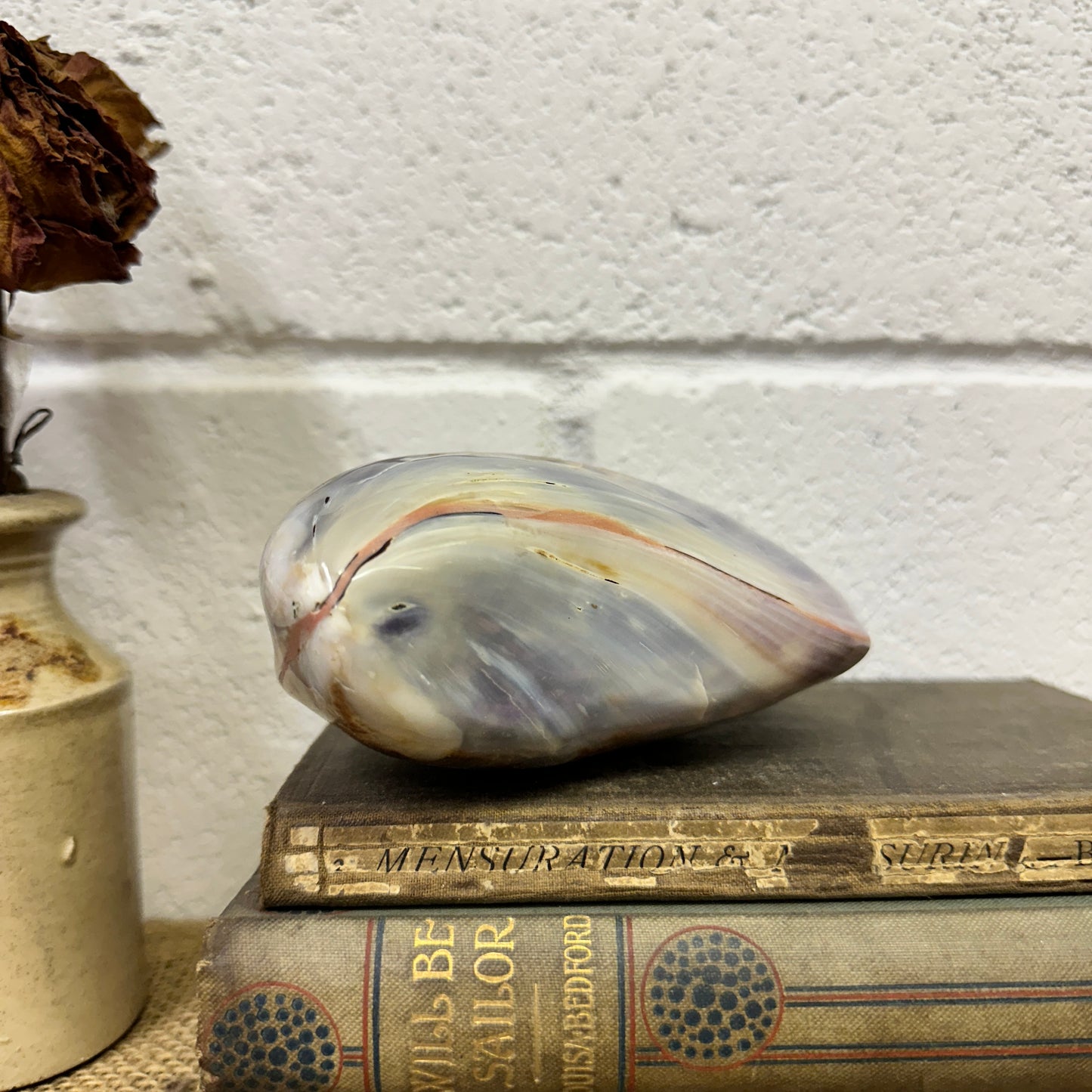 Large Bivalve Clam Seashell