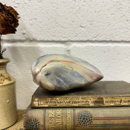 Large Bivalve Clam Seashell