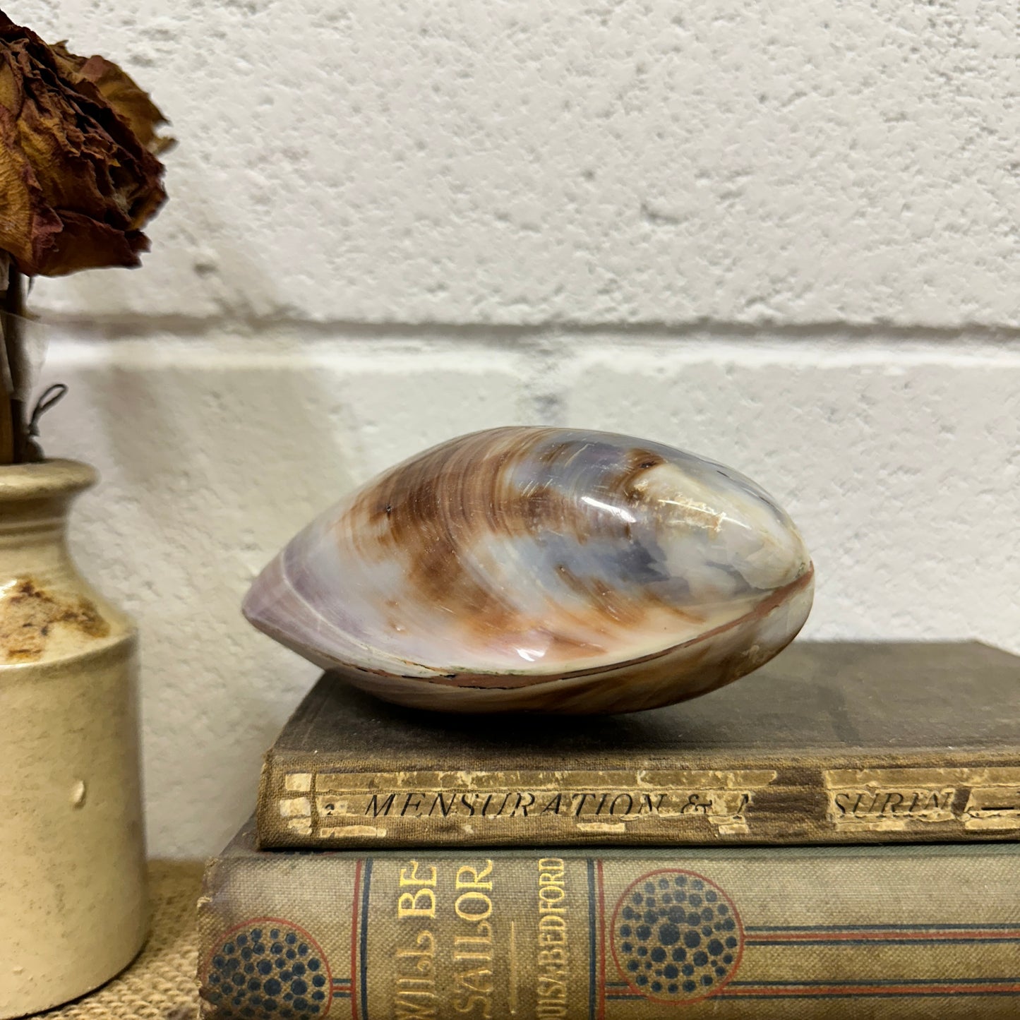 Large Bivalve Clam Seashell