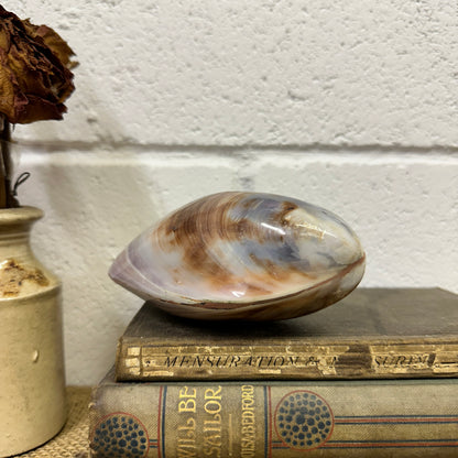 Large Bivalve Clam Seashell